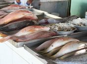 Apesar de movimento fraco, comerciantes de pescado esperam que as vendas aumentem a partir desta quarta