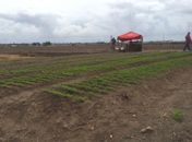 Prefeitura de Pilar beneficia 250 famílias com programa de agricultura familiar