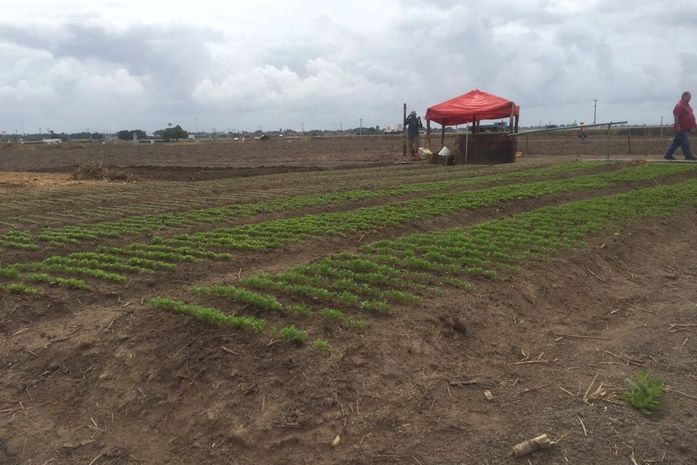 Prefeitura de Pilar beneficia 250 famílias com programa de agricultura familiar