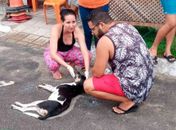 Com mortes de mais de 20 gatos e cães envenenados, população fará protesto em União dos Palmares  