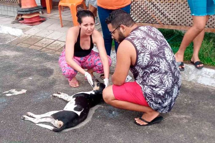 Com mortes de mais de 20 gatos e cães envenenados, população fará protesto em União dos Palmares  