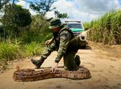 Dia mundial dos animais: mais de 6 mil animais silvestres são resgatados em 2024 em AL