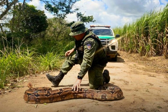 Dia mundial dos animais: mais de 6 mil animais silvestres são resgatados em 2024 em AL