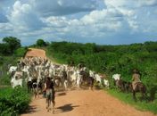 Abate de bovinos e suínos cresce no segundo trimestre no país