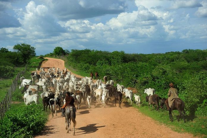 Abate de bovinos e suínos cresce no segundo trimestre no país