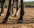 Alagoas está entre os estados com casos de mortes de cavalos após consumo de ração investigada pela AGU