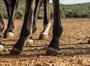 Alagoas está entre os estados com casos de mortes de cavalos após consumo de ração investigada pela AGU