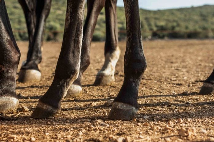 Alagoas está entre os estados com casos de mortes de cavalos após consumo de ração investigada pela AGU