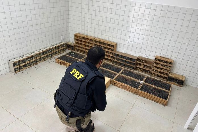 PRF intercepta quase 900 aves e 18 jabutis  comprados em Ouro Branco e levados para revenda em PE