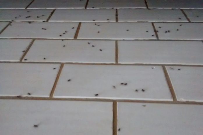 Fábrica de laticínio foi multada