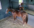 Haras de Arapiraca é pioneiro no atendimento a animais com cuidados e tecnologia