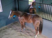 Haras de Arapiraca é pioneiro no atendimento a animais com cuidados e tecnologia