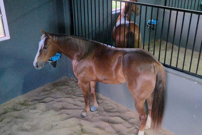 Haras de Arapiraca é pioneiro no atendimento a animais com cuidados e tecnologia