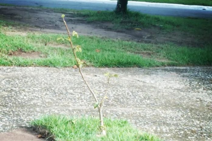 Jó Pereira planta o primeiro Baobá da parte alta da capital, Maceió. Que legal!