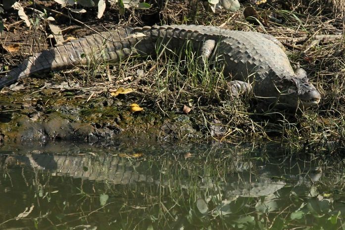 Arapiraca abre inscrições para capacitação em resgate e manejo de répteis