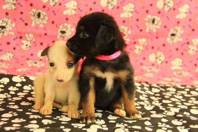 Cães para adoção