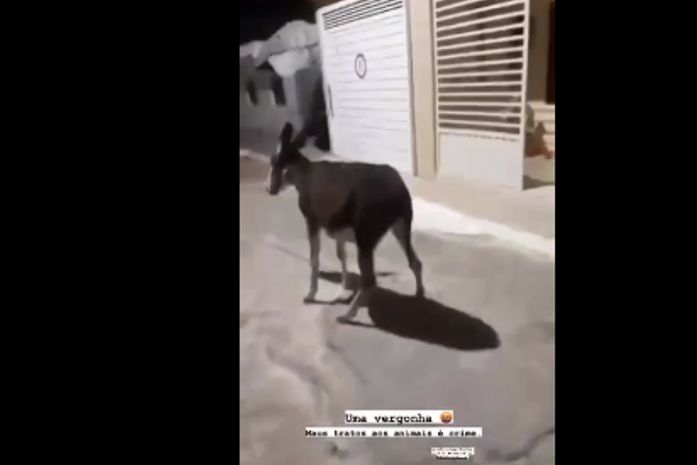 Homem é flagrado arrastando jumento pelas ruas de Pariconha, AL