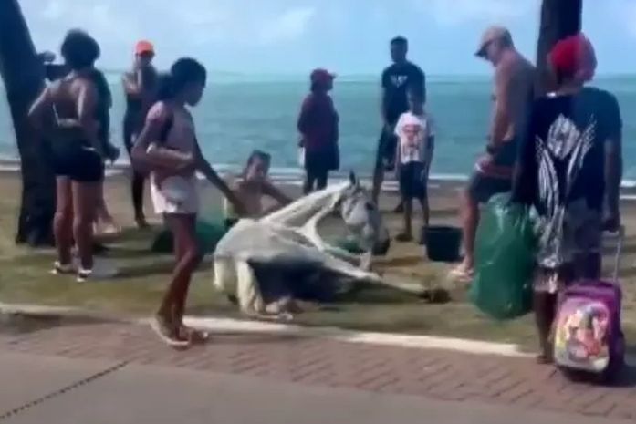 PC busca identificar homem que abandonou cavalo com sinais de maus-tratos na orla de Maceió 