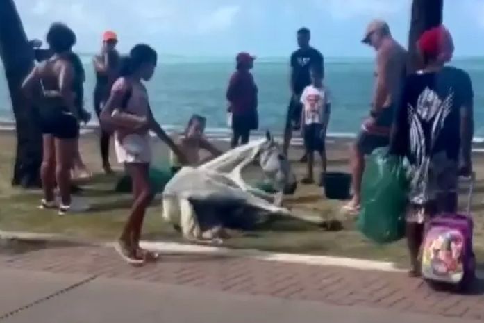 PC busca identificar homem que abandonou cavalo com sinais de maus-tratos na orla de Maceió