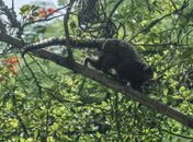 PF faz operação contra tráfico de animais silvestres