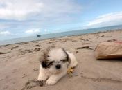 Tutor faz vaquinha online para ajudar no tratamento de cãozinho em Maceió