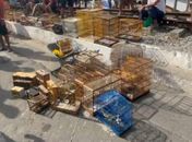 Polícia apreende 60 animais silvestres em feiras de Maceió e Rio Largo