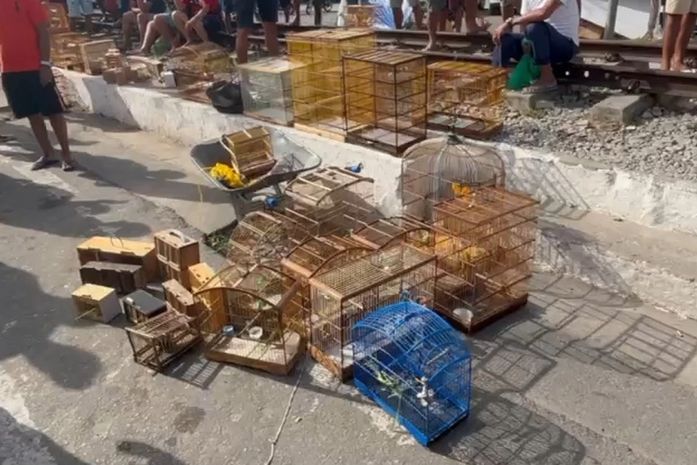 Polícia apreende 60 animais silvestres em feiras de Maceió e Rio Largo