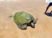 Tartaruga verde é encontrada encalhada na Praia de Garça Torta