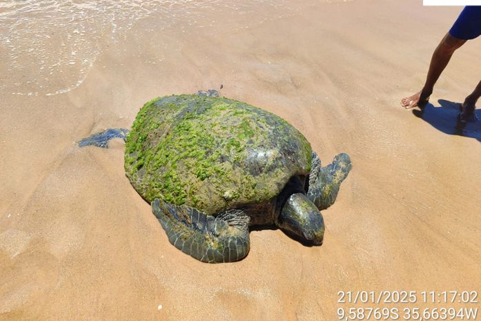 Tartaruga verde é encontrada encalhada na Praia de Garça Torta