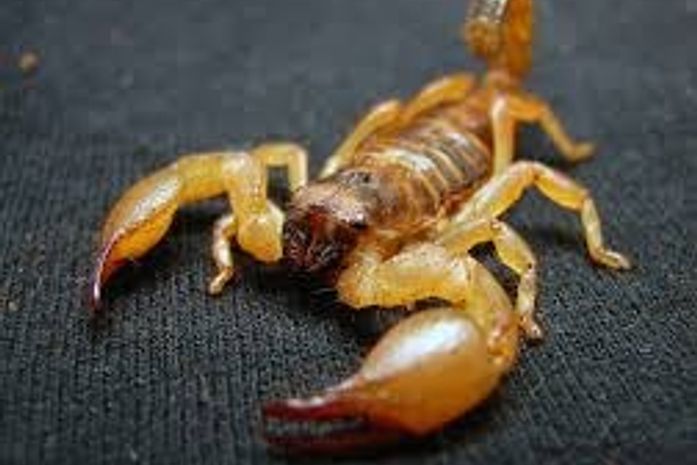 Alagoas ocupa a 4ª posição entre os estados com maiores índices de picadas de escorpião