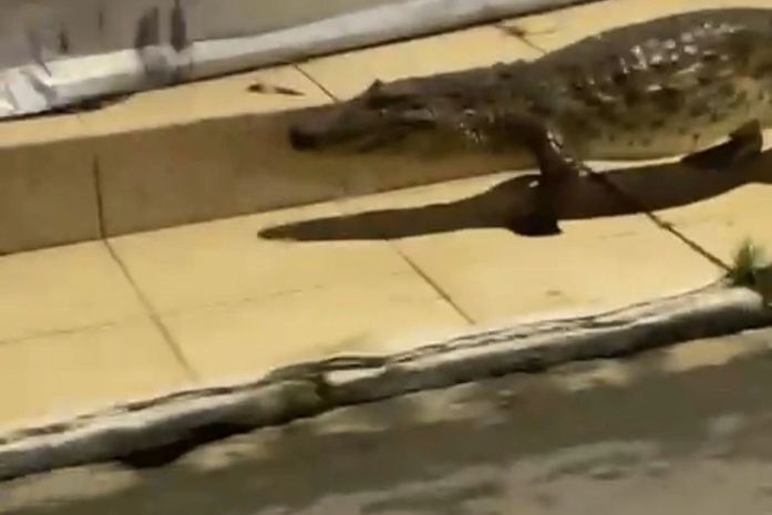 Jacaré é flagrado caminhando em calçada no bairro de Bebedouro, em Maceió