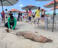 Golfinho é encontrado morto com marcas de possível ataque de tubarão na Praia do Francês