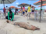 Golfinho é encontrado morto com marcas de possível ataque de tubarão na Praia do Francês
