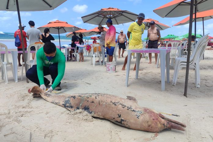 Golfinho é encontrado morto com marcas de possível ataque de tubarão na Praia do Francês