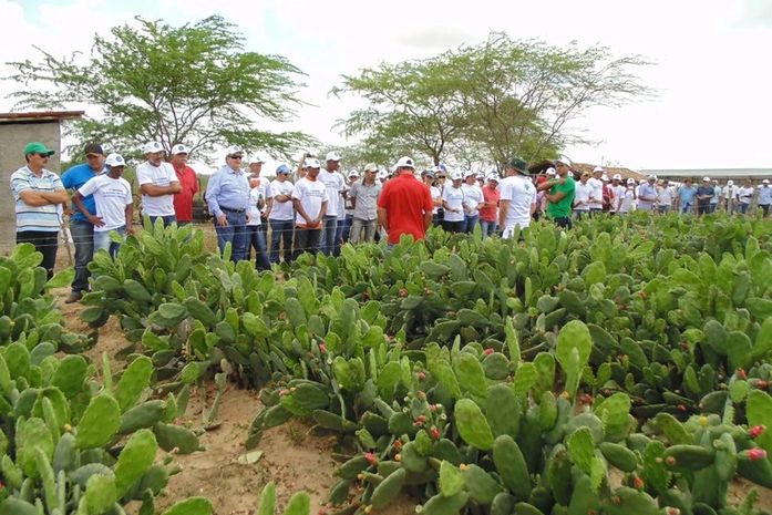Fazenda produz palma em Cacimbinhas