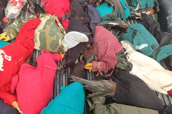 Galos usados em rinha são resgatados em AL; 23 aves vítimas de maus-tratos foram apreendidas