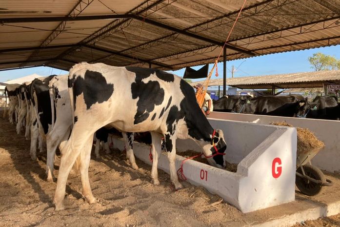 Confira a programação desta sexta (8) na 38ª Expo Bacia Leiteira