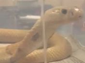 Cobra naja é encontrada em Brasília