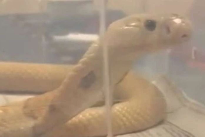 Cobra naja é encontrada em Brasília