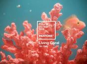 Qual será a cor de 2019? Pantone divulga qual será a tendência do próximo ano