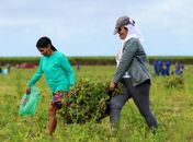 ANO II: Agricultores do Projeto Maná iniciam colheita