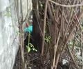 Homem tenta fugir, se esconde em terreno e é executado a tiros na parte alta de Maceió