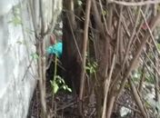 Homem tenta fugir, se esconde em terreno e é executado a tiros na parte alta de Maceió