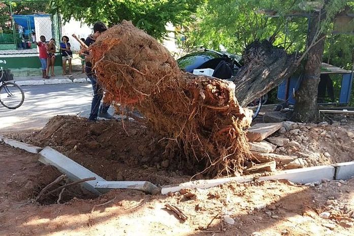 Árvore cai e atinge veículo no bairro do Vergel do Lago, em Maceió
