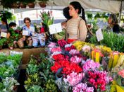 Maceió recebe a 15ª edição do Festival das Flores de Holambra nesta na quinta-feira (2)