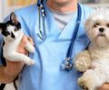 Novembro Azul Pet: Veterinário esclarece sobre sinais clínicos, diagnóstico, tratamento e prevenção do câncer de próstata em cães e gatos  