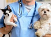 Novembro Azul Pet: Veterinário esclarece sobre sinais clínicos, diagnóstico, tratamento e prevenção do câncer de próstata em cães e gatos  