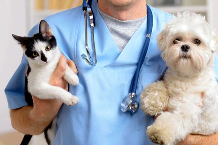 Novembro Azul Pet: Veterinário esclarece sobre sinais clínicos, diagnóstico, tratamento e prevenção do câncer de próstata em cães e gatos  