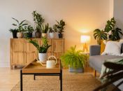 Conheça as vantagens de ter plantas em casa e os impactos no bem-estar

