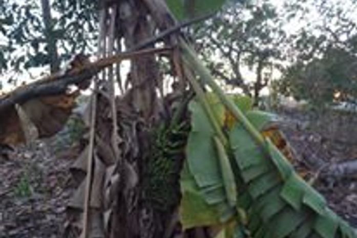 As bananeiras morrendo por causa da seca
